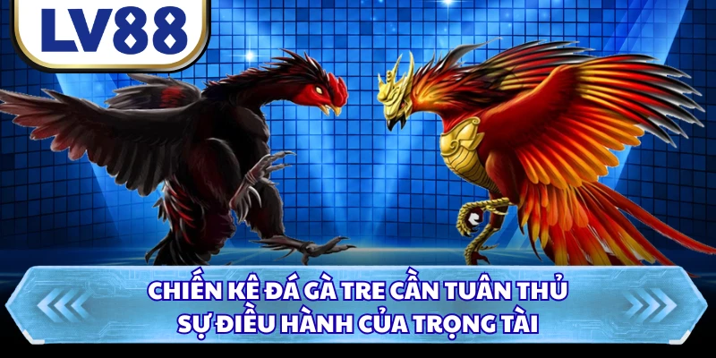 Chiến kê đá gà tre cần tuân thủ sự điều hành của trọng tài