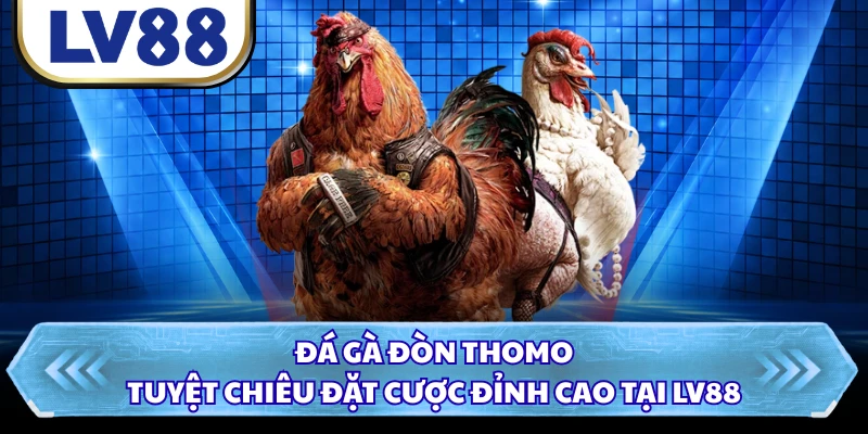 Đá Gà Đòn Thomo - Tuyệt Chiêu Đặt Cược Đỉnh Cao Tại LV88