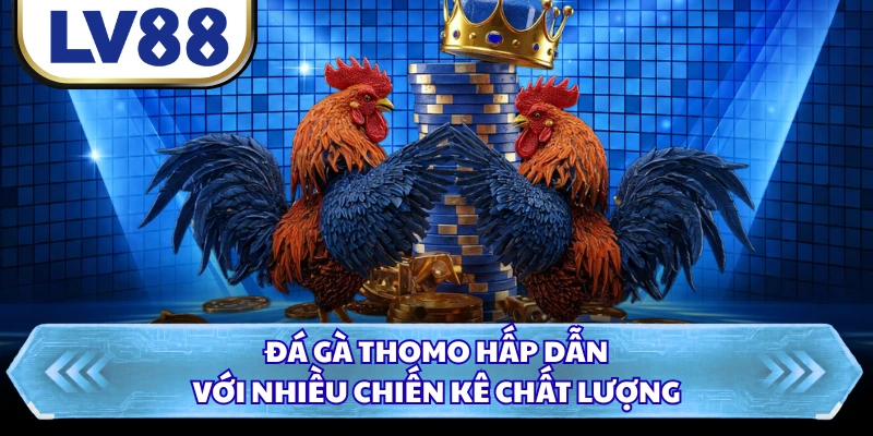 Đá gà Thomo hấp dẫn với nhiều chiến kê chất lượng
