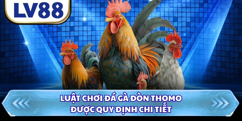 Luật chơi đá gà đòn Thomo được quy định chi tiết