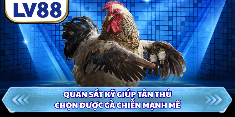 Quan sát kỹ giúp tân thủ chọn được gà chiến mạnh mẽ